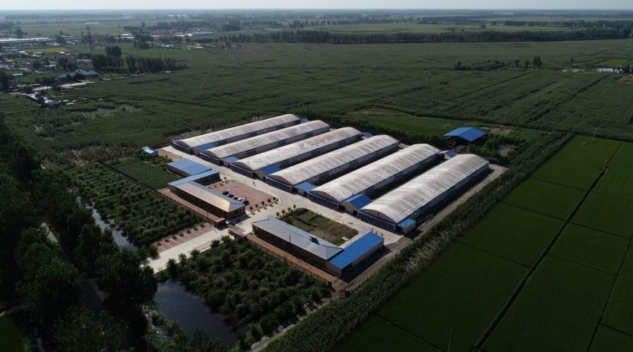 臺安縣九股河農業發展有限公司養殖部